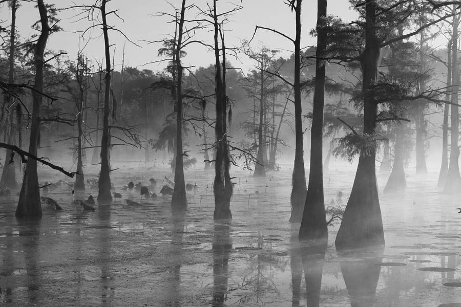 A thumbnail image of a swamp.