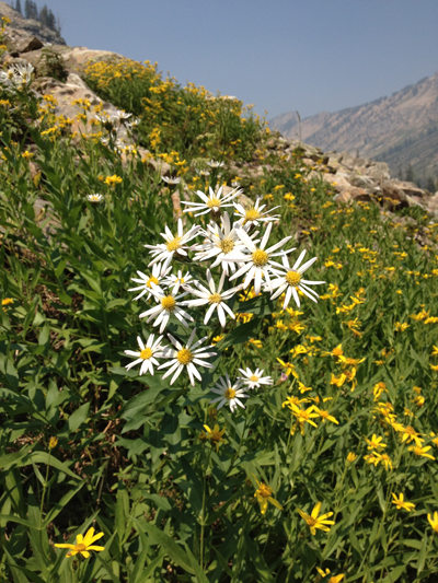 A Bush of Flowers, Cascade Canyon Trail, Grand Teton National Park, Utah
