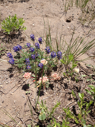 Wildflowers, Crater Lake, Discovery Point