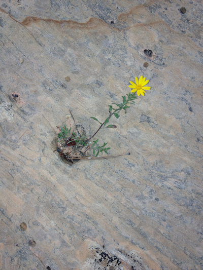 A Solitary Flower Amidst Rock, Observation Point Trail, Zion National Park, Utah