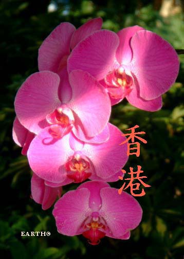 Photographic image of a cluster of Hong Kong orchids