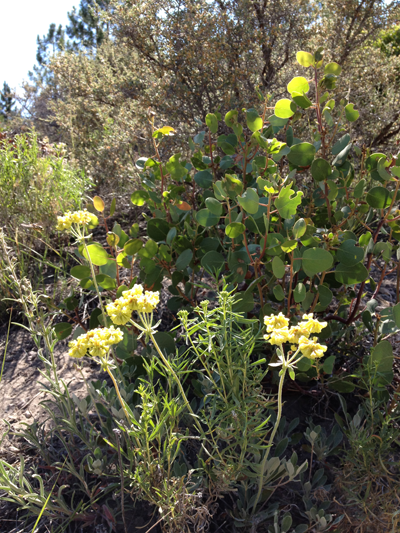 Wildflowers, Shasta Trinity National Forest